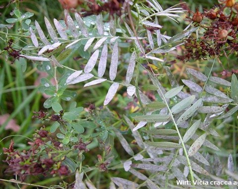 Erysiphe_ baeumleri Erysiphe baeumleri (Magnus 1899) U. Braun & S. Takamatsu 2000 Wirt: Vicia cracca - Vogelwicke Bildautor: Detlef Emgenbroich Fundort: Gifhorn ( Eyselgehege ) am...